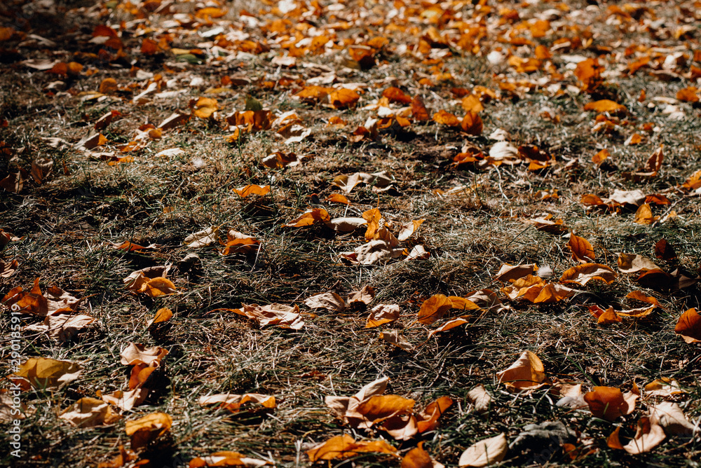 fallen yellow and orange autumn leaves on green grass on the ground. Autumn horizontal background with dried leaves in the sunlight fallen yellow and orange autumn leaves on green grass on the ground. Autumn horizontal background with dried leaves in the sunlight