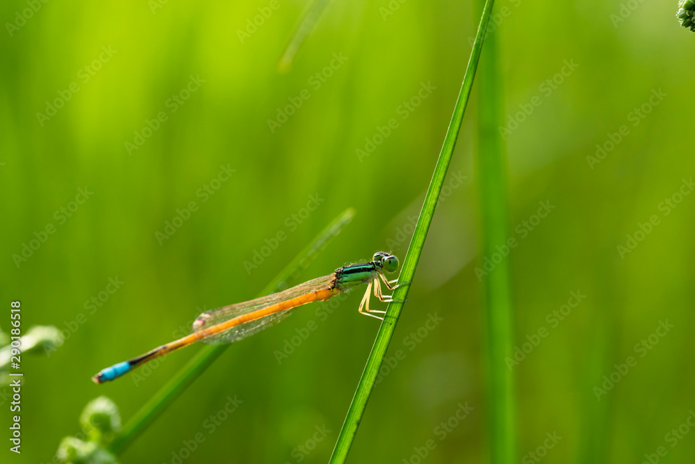 Small dragonflies and grass in the fresh rainy season Small dragonflies and grass in the fresh rainy season