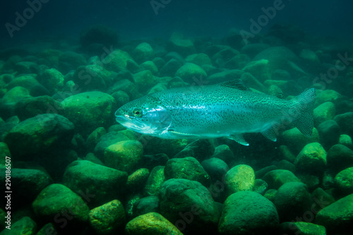 Rainbow Trout in Patagonia Lake