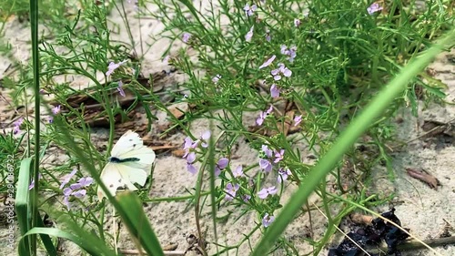 brimstone butterfly flying from blosssom to blossom photo