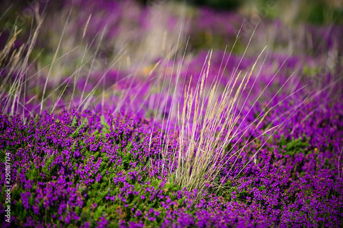 Granite pink boulders near Plumanach on the background of blooming heather. The coast of pink granite is a unique place in Brittany. France