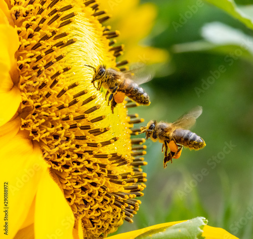 Flying honeybees, two bees