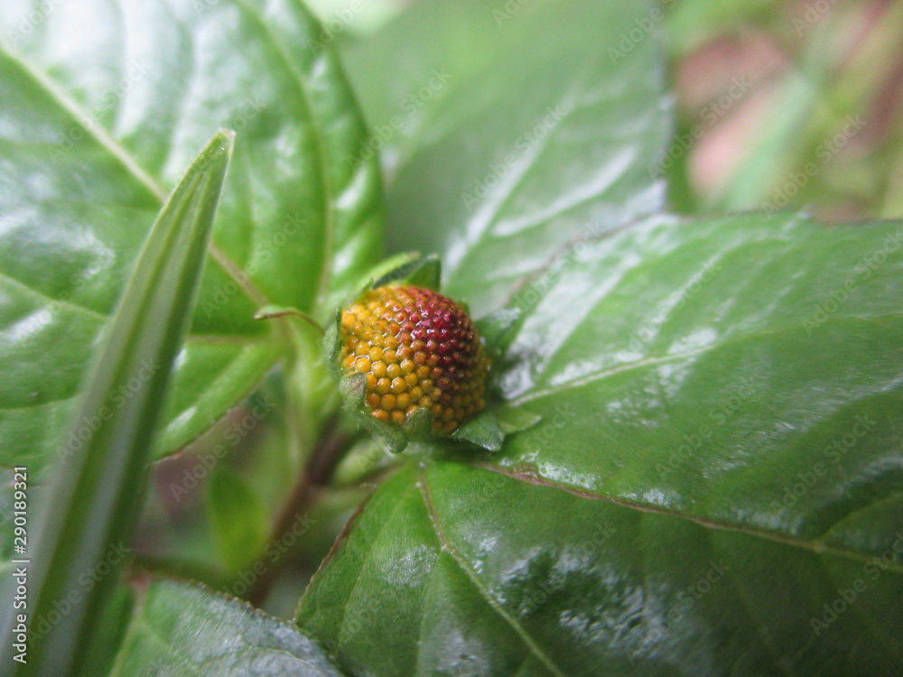 wild flower, scarcer flower, yellow flower. wild flower, scarcer flower, yellow flower.