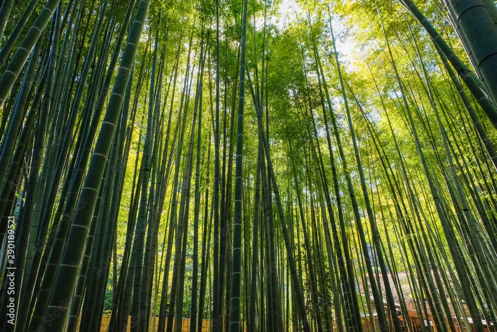 鎌倉 報国寺 竹林