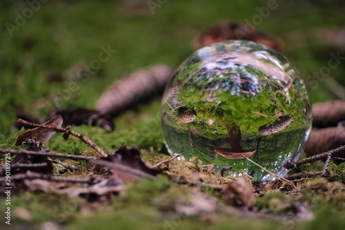 The view in a forest through a lensball at a mushroom.