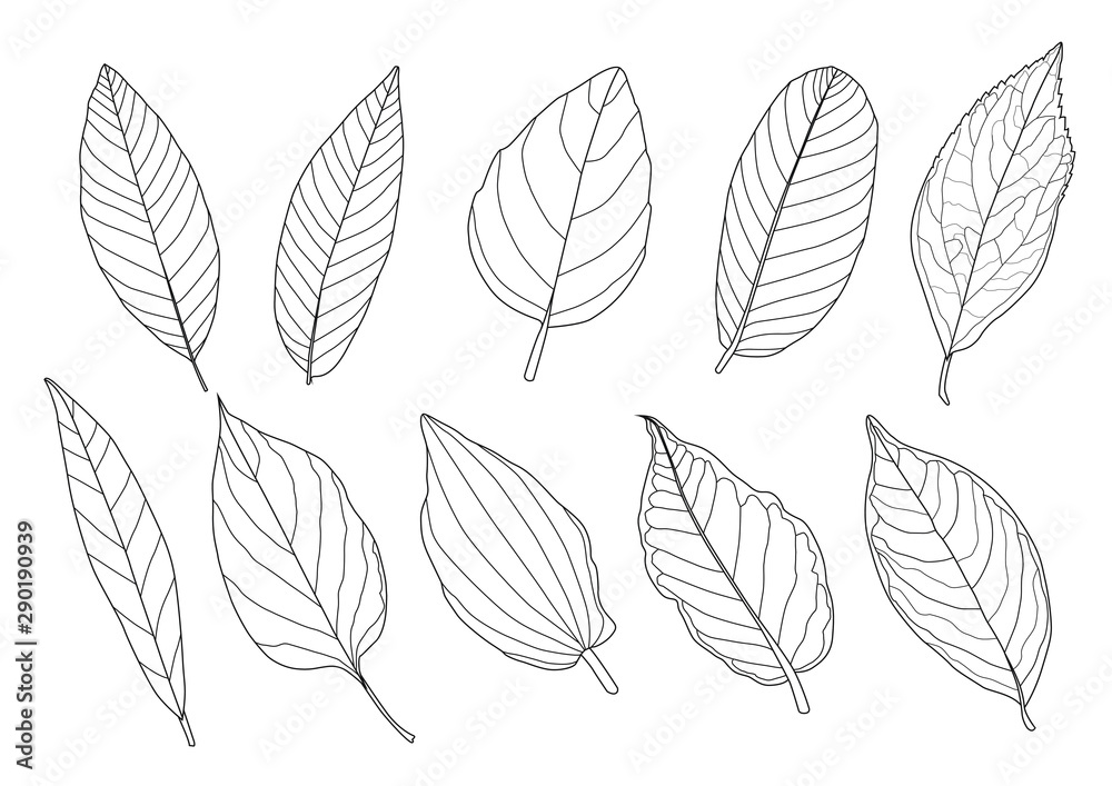 Leaves line single leaf and leaf pattern black Bring to color decorate on white background illustration  vector