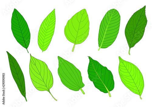 Green Leaves fresh abstract isolated on white background illustration vector © nantana