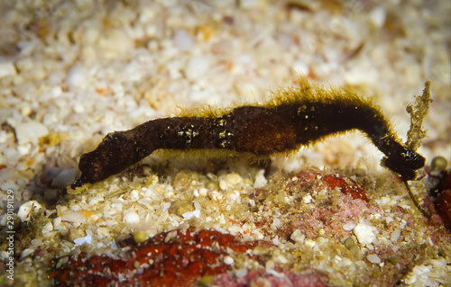 Close up picture of Pipehorse  it is small marine fishes that is difficult to find out  taken at Moo Koh Similan in Thailand.