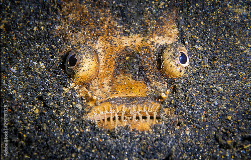 Fototapet Stargazer fish that camouflage itself in the sand