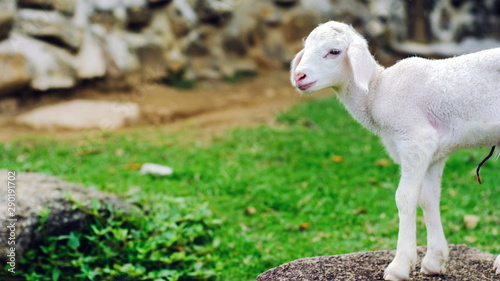 Cute small baby sheep lamb standing on stone in farm with copy space.