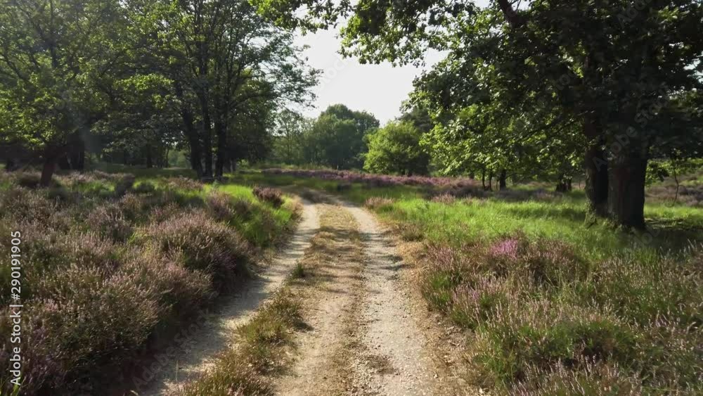 Cycling through blooming heathland in national park De Meinweg, Netherlands, 4k60 footage Cycling through blooming heathland in national park De Meinweg, Netherlands, 4k60 footage