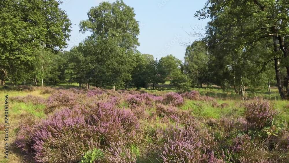 Cycling through blooming heathland in national park De Meinweg, Netherlands, 4k60 footage Cycling through blooming heathland in national park De Meinweg, Netherlands, 4k60 footage