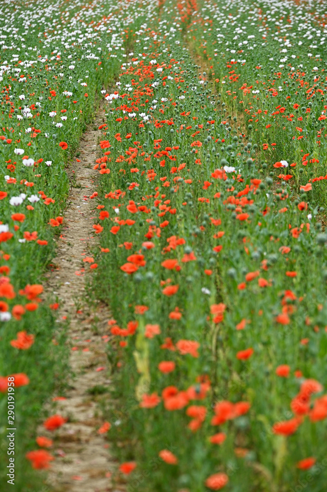 White and red flowers on poppy field and path. White and red flowers on poppy field and path.