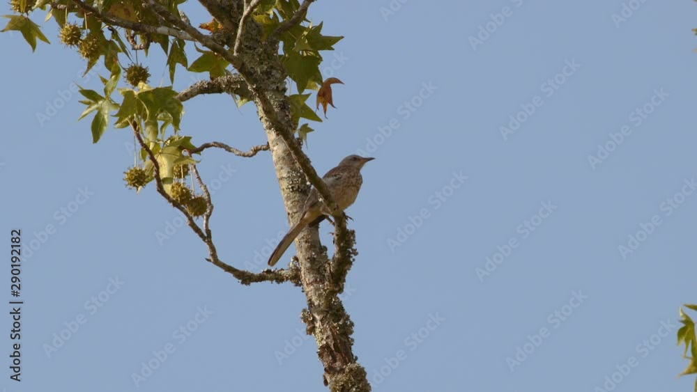 Northern mockingbird perched on a branch. 25 sec/24 fps. 40% speed. Clip 1 Northern mockingbird perched on a branch. 25 sec/24 fps. 40% speed. Clip 1