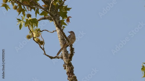 Northern mockingbird perched on a branch. 20 sec/60 fps. Original speed. Clip 9 photo