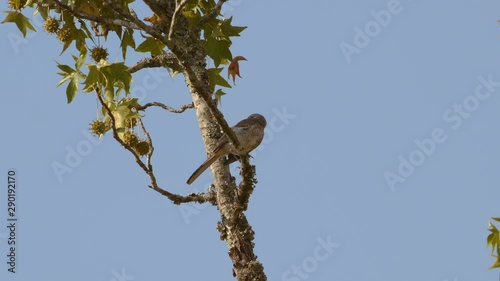 Northern mockingbird perched on a branch. 25 sec/24 fps. 40% speed. Clip 5 photo