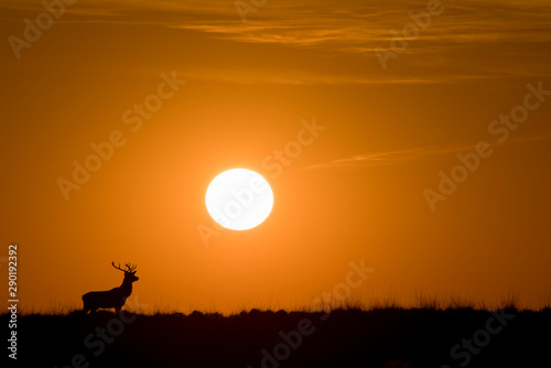 Silhouette of a Red deer  Cervus elaphus  stag in rutting season on the field of National Park Hoge Veluwe in the Netherlands during sunset. Forest in the background. Yellow background. Writing space