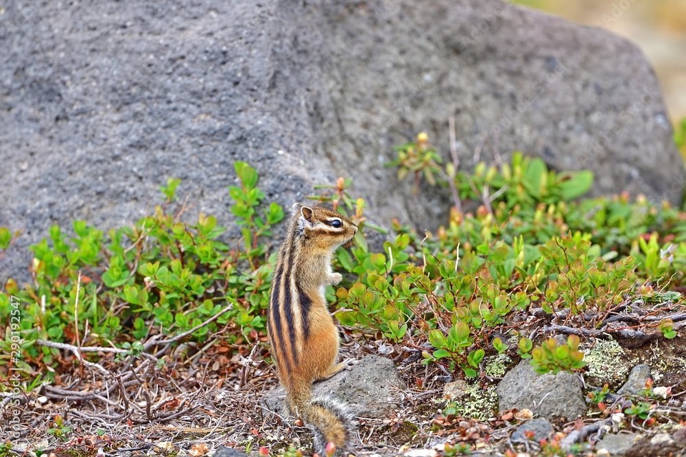 Obraz premium 大雪山の岩場で戯れるエゾシマリス＠北海道