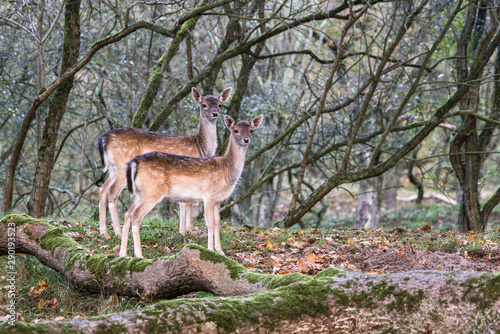 Two female Fallow deer  Dama dama  in rutting season in  the forest of Amsterdamse Waterleidingduinen in the Netherlands.
