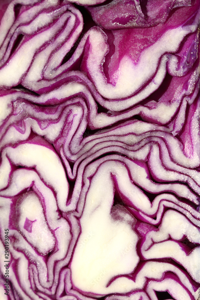 Close up flat section of a head of purple cabbage. fresh vegetarian abstraction Close up flat section of a head of purple cabbage. fresh vegetarian abstraction