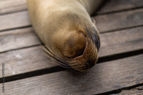 sleeping sea lion 