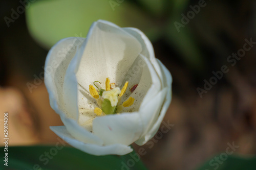Fototapeta Naklejka Na Ścianę i Meble -  Inside of a white tulip