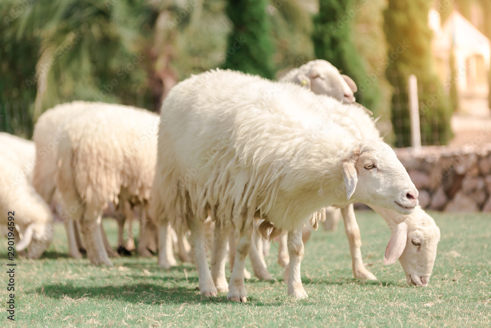 White sheep on the meadow on the farm White sheep on the meadow on the farm