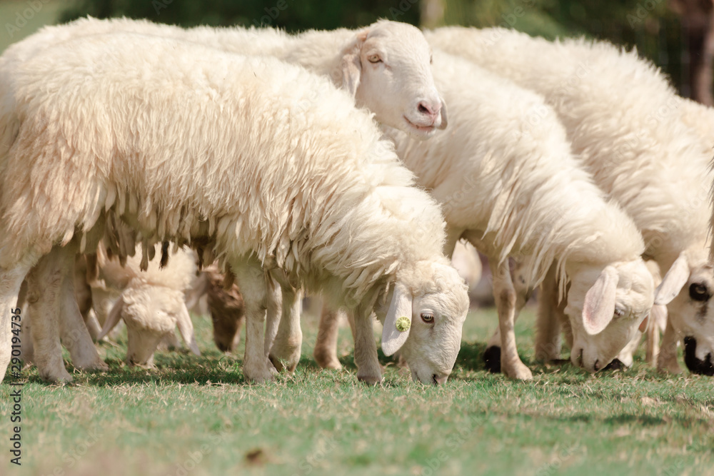 White sheep on a farm are looking for food White sheep on a farm are looking for food