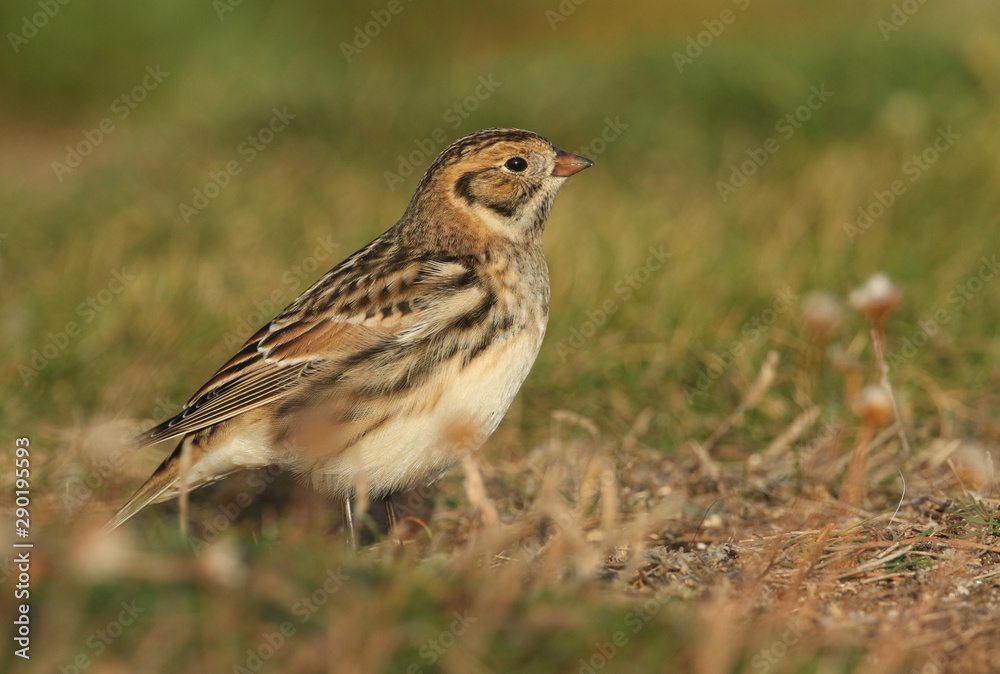 A rare Lapland Bunting, Calcarius lapponicus, feeding on seeds in the grass on a cliff. It is a passage migrant to the UK.