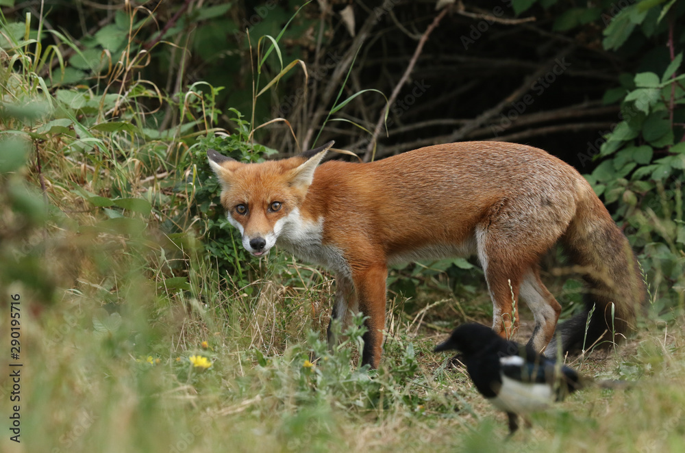 A hungry wild Red Foxes, Vulpes vulpes, standing at the entrance to the den with its tongue poking out.