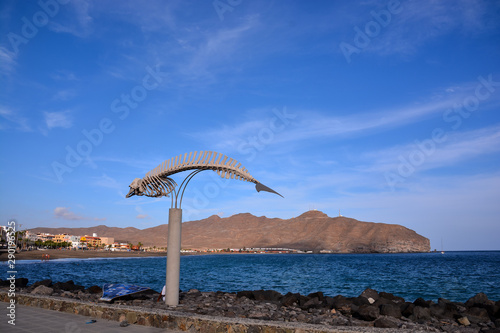 Whale Mammal Skeleton photo