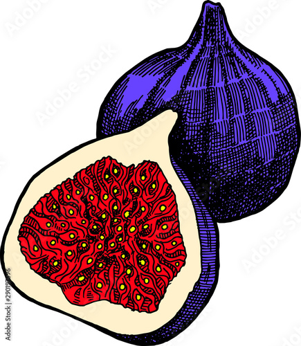 Image of a fig made in the technique of hatching.