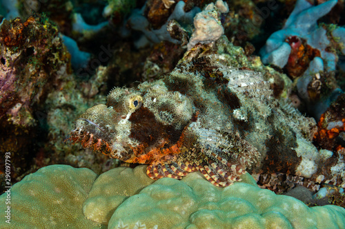Scorpionfish  Scorpaenidae are a family of mostly marine fish that includes many of the world s most venomous species