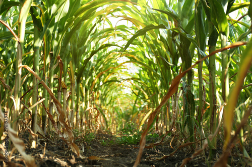 Tunnel of green corn leaves on field
