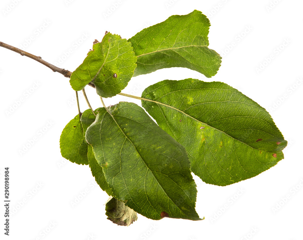Fototapeta premium Apple tree branch with green leaves on an isolated white background. Fruit tree branch isolate.