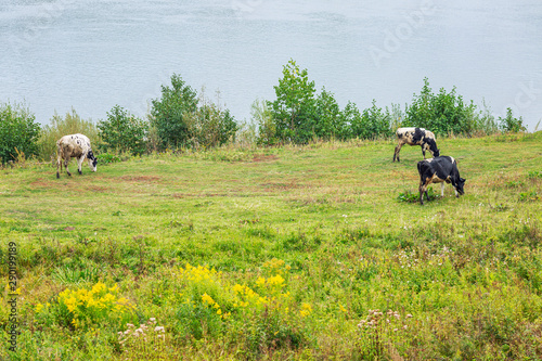 Cows graze in a green meadow on the banks of the river and pluck grass.