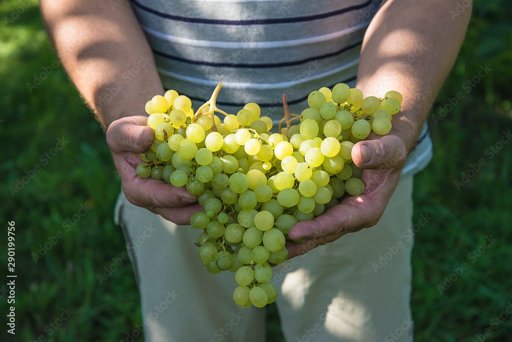 Ripe white grapes on sunlight taking by men's handx Ripe white grapes on sunlight taking by men's handx