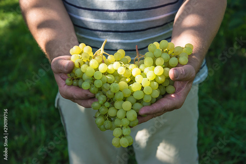 Ripe white grapes on sunlight taking by men's handx