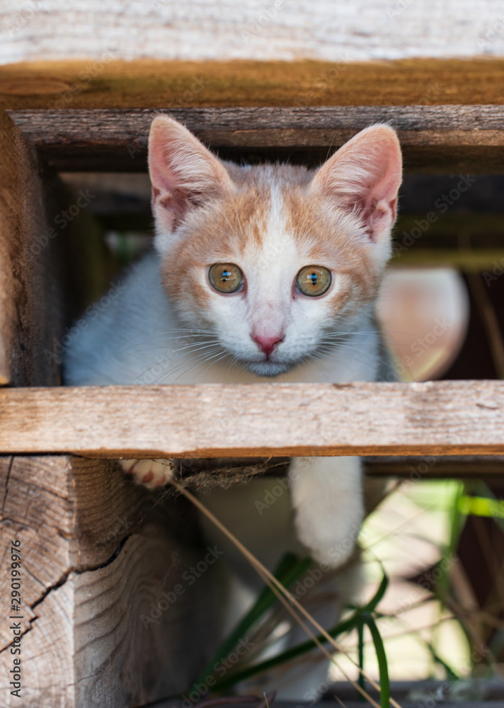 white kitten on a walk in cedi boards white kitten on a walk in cedi boards