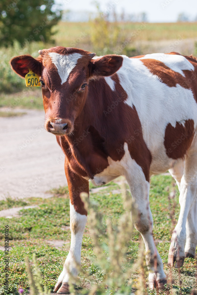 a herd of cows and gobies for a walk