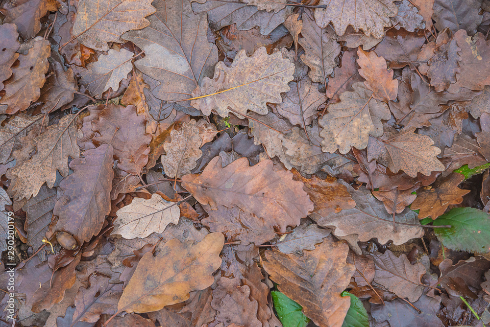 Wet brown oak leaves background