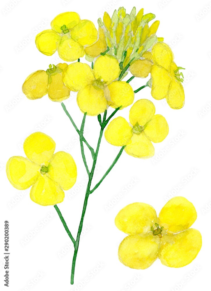 Kanola flowers. Isolated on white background. Watercolor drawing