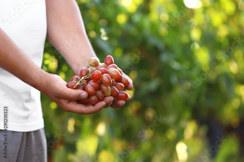 Man holding bunch of fresh ripe juicy grapes outdoors, closeup