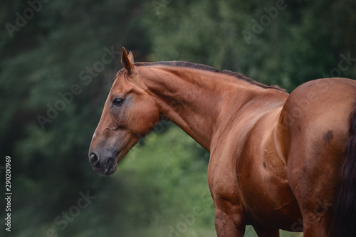 portrait of beautiful elegant red mare horse with long brown tail on forest background