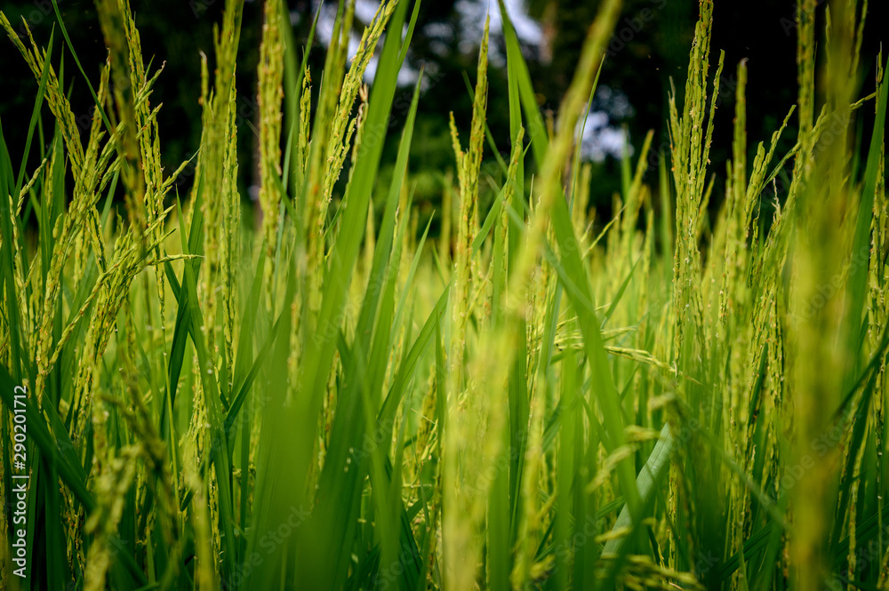 Paddy field Paddy field