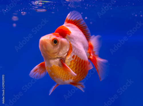 Red and white Ryukin goldfish on blue background aquarium in aquarium tank © Itsanan
