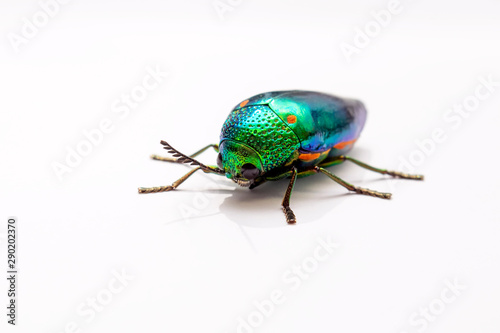 Jewel beetle (Sternocera aequisignata, Metallic wood-boring beetle, Buprestid, Buprestidae) isolated in white background.