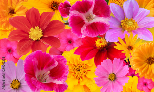 Background from bright multi-colored autumn flowers. Collage © svetlanass13