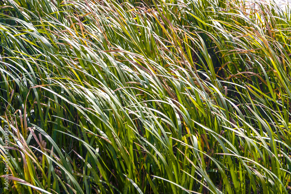Obraz premium Dense, green grass on a sunny autumn morning