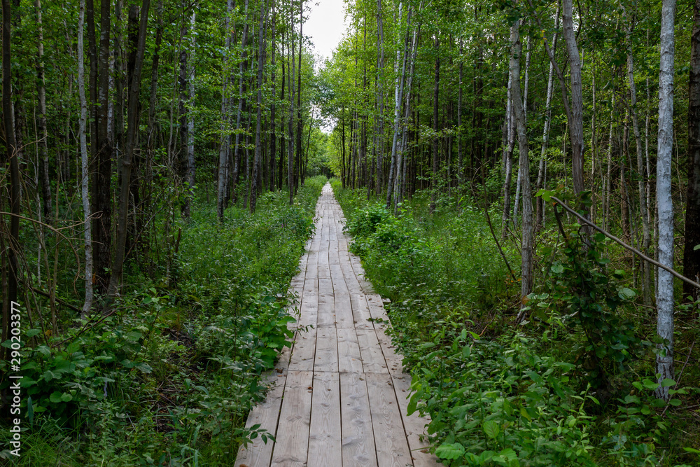 Wooden path in the forest. Wooden path in the forest.